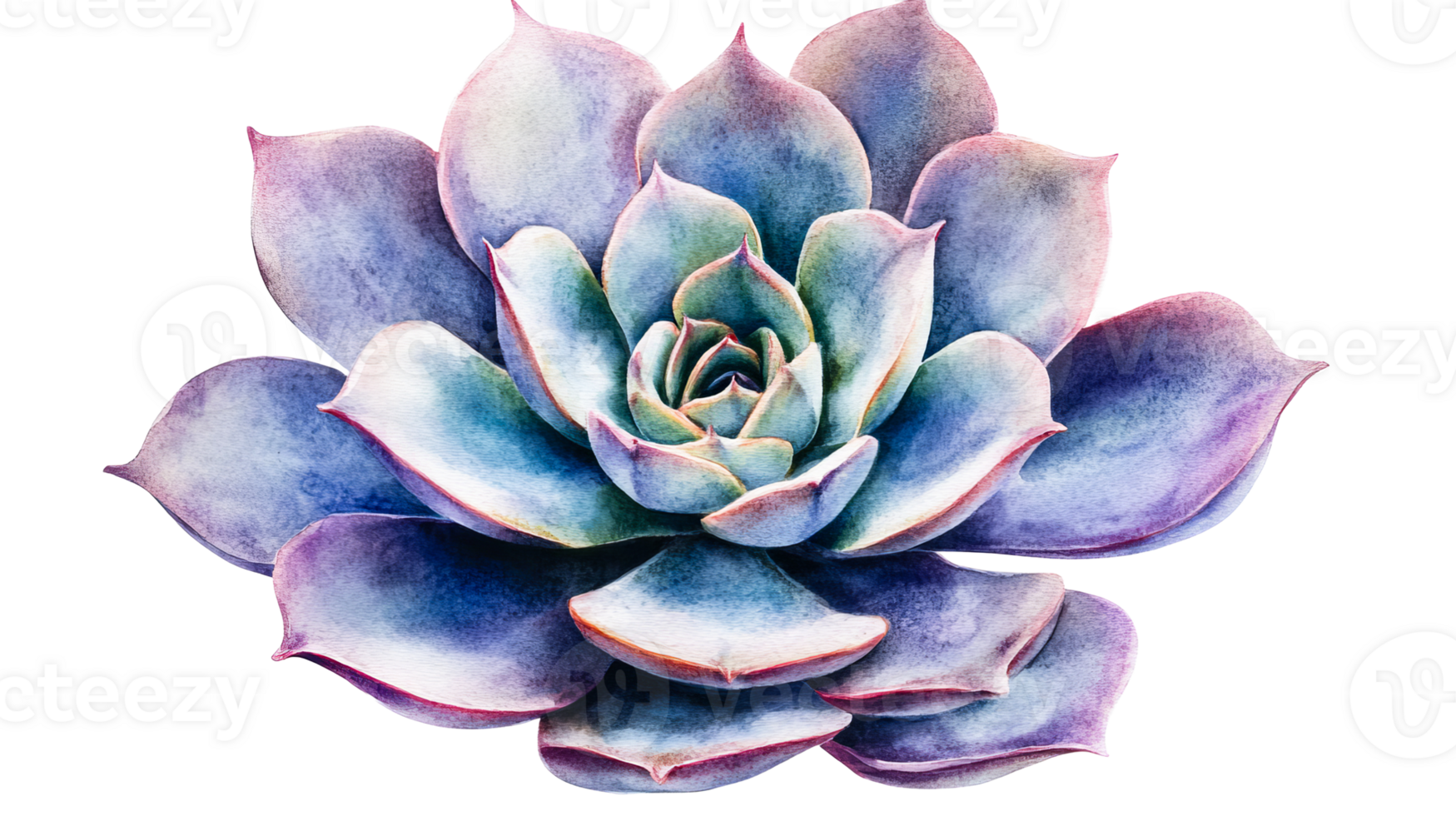 Watercolor succulent plant on black background, cut out transparent png