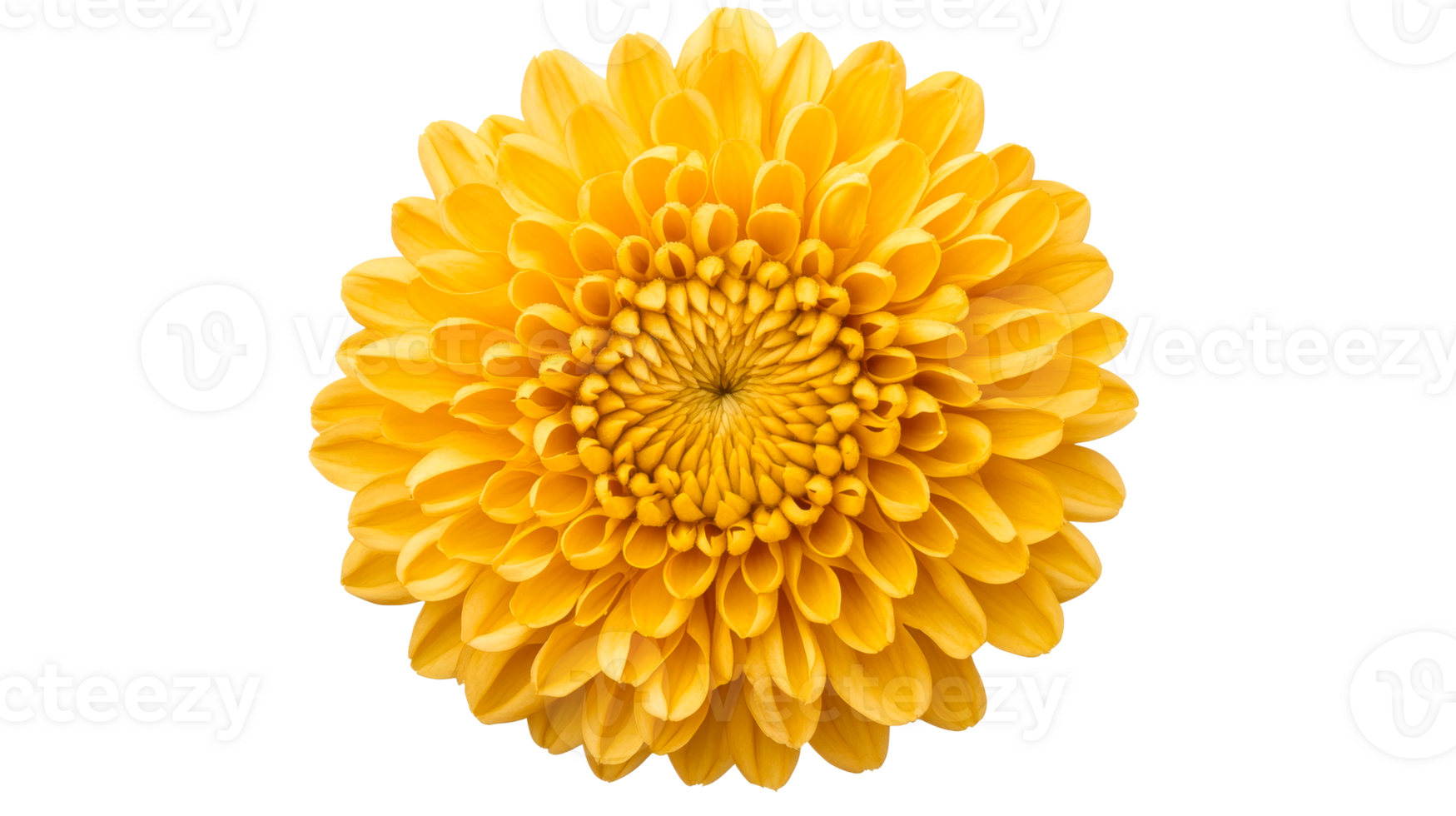Yellow chrysanthemum flower blossom close-up with many petals, cut out transparent png