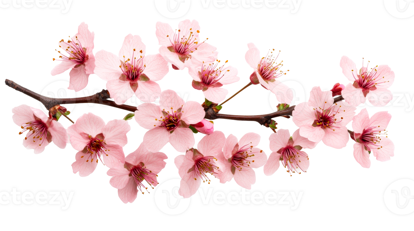 Blooming cherry branch with pink flowers, springtime, cut out transparent png