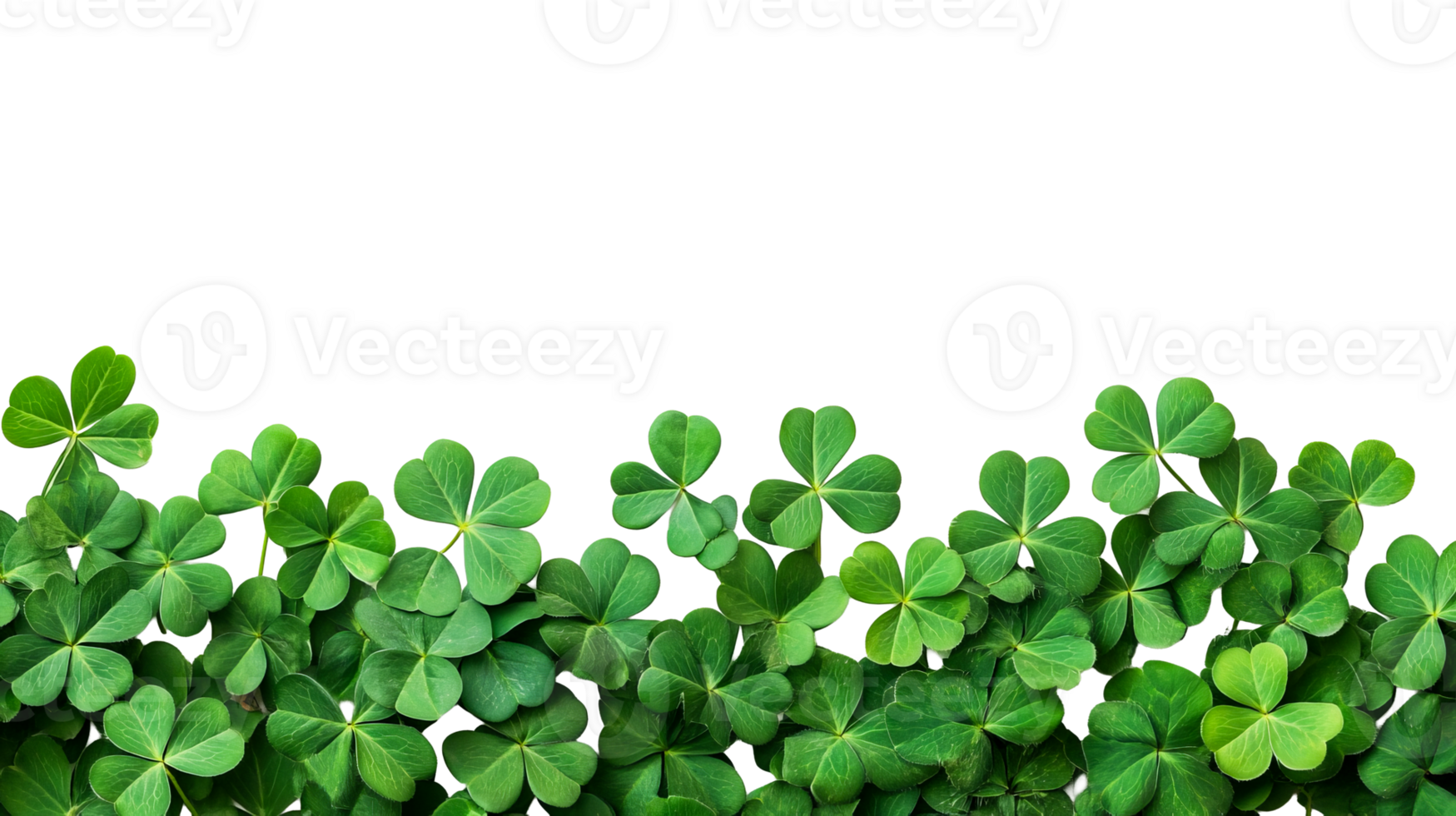 Lush green clover patch on black background, isolated, cut out transparent png