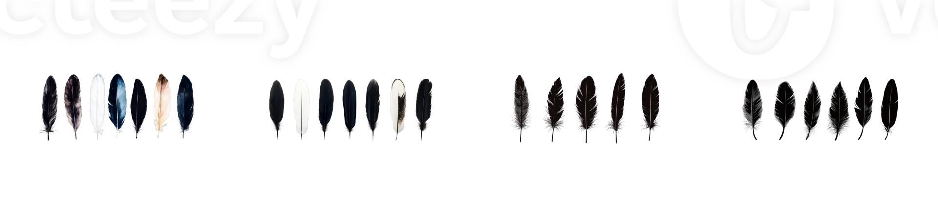 Row of feathers, dark colors variations and shapes, cut out transparent png