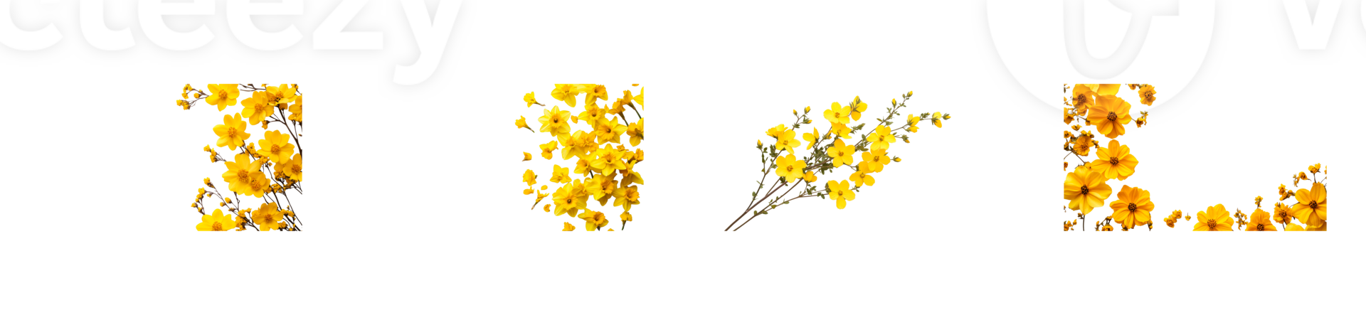 Yellow flowers floral set, design elements illustration, isolated, cut out transparent png