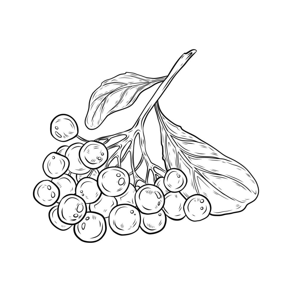 Rowan illustration. graphics, drawing of rowan, chokeberry, berries with leaves on a branch. Bunch of rowan berries. Design and packaging, realistic graphics, line art. vector