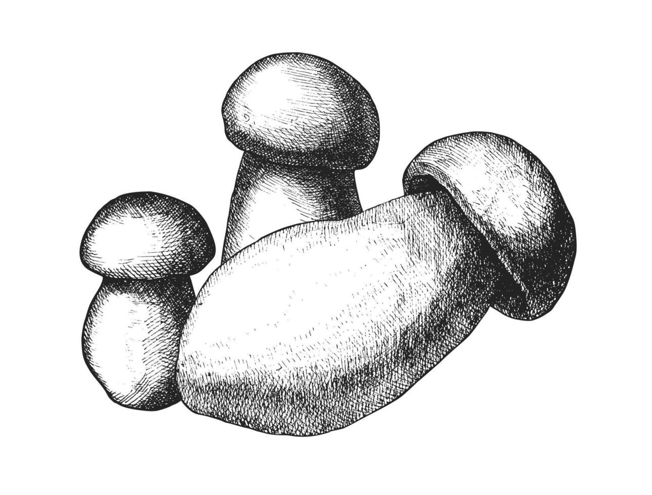 Four mushrooms in black and white illustration with intricate line texture vector