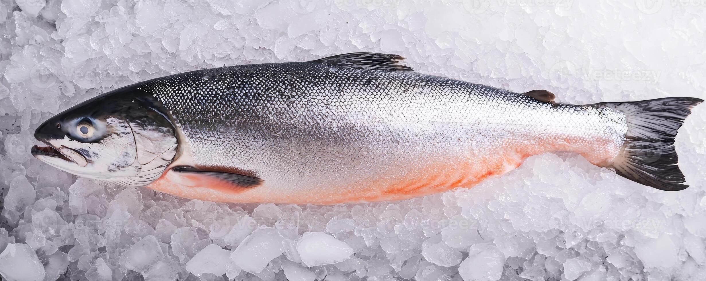 A fresh salmon fish resting on ice, showcasing its shiny scales and natural colors. photo