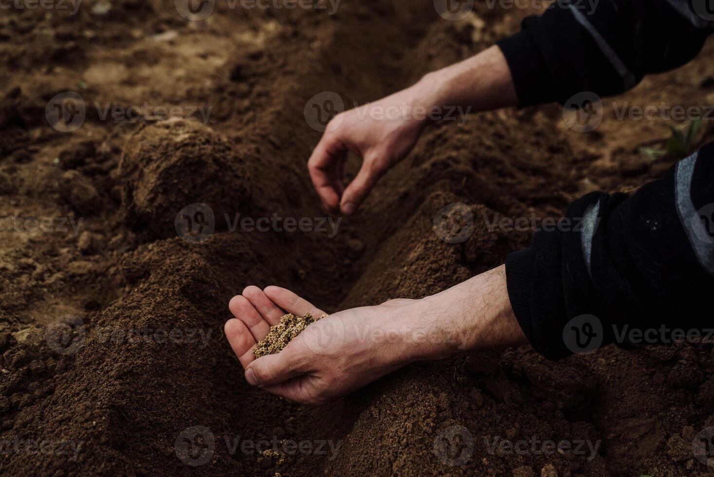 a handful of beet seeds for sowing in men's hands 1 photo