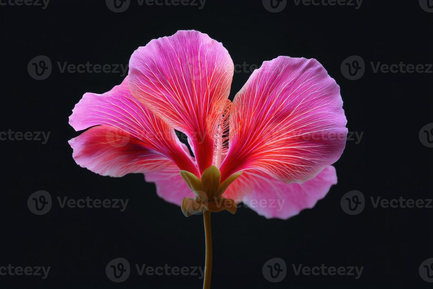 Vibrant pink and red petals of a delicate flower in close-up, displaying intricate vein patterns and soft gradients, creating a stunning contrast with their dark background photo