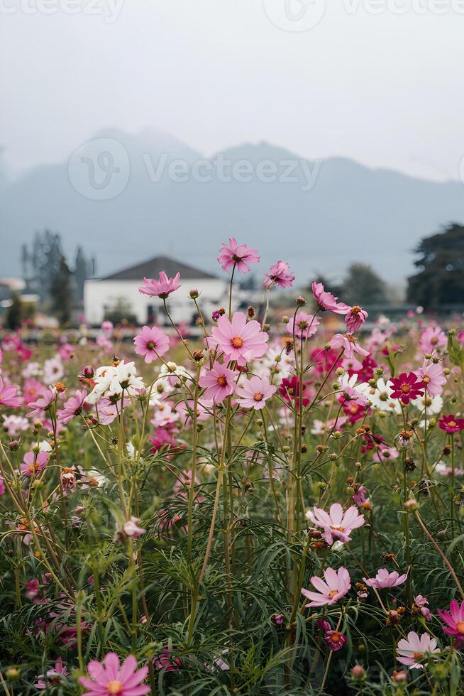 Cosmos flower field with mountains and building in soft focus background photo