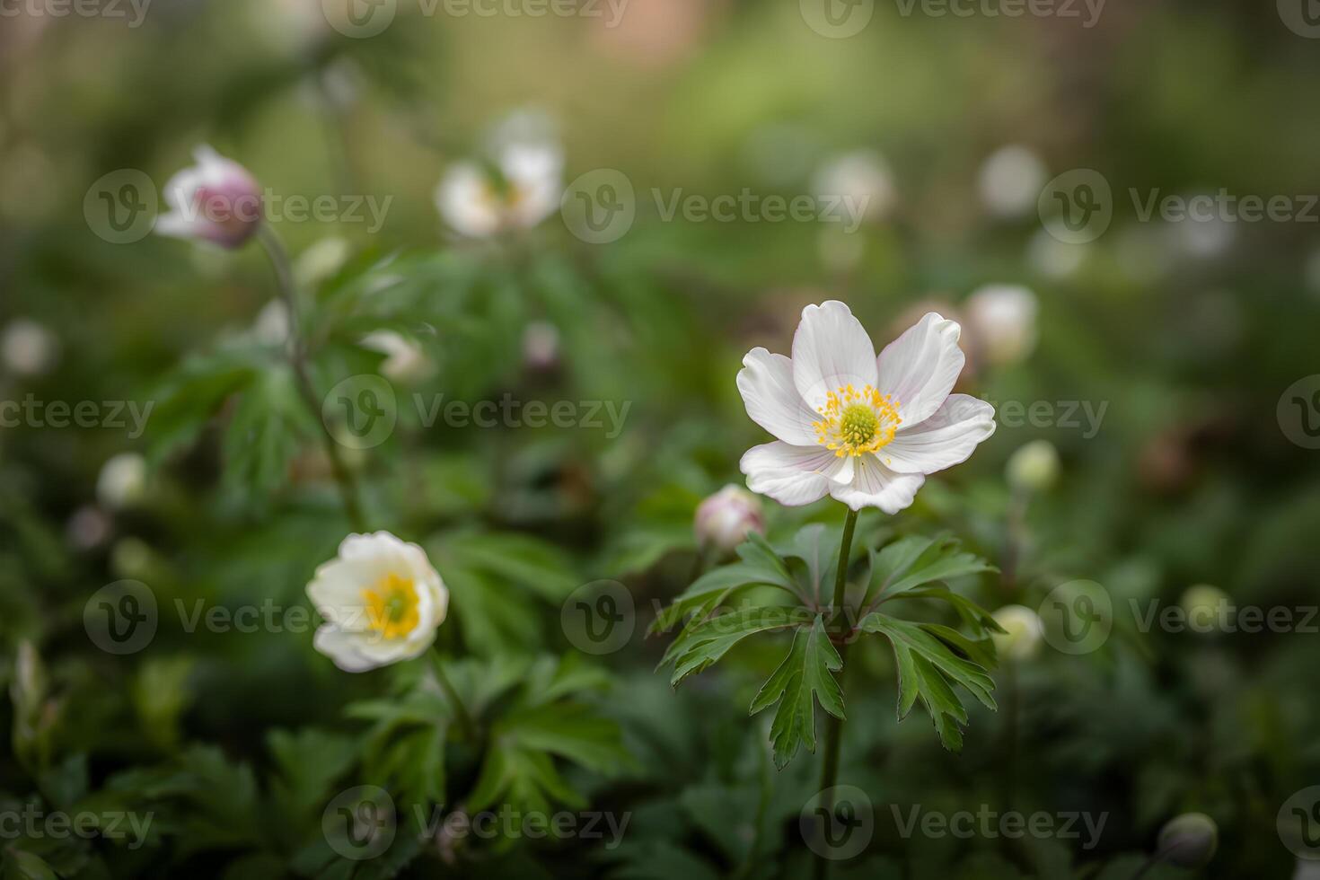 Anemone flower blooming in spring meadow with green leaves and blurred background photo