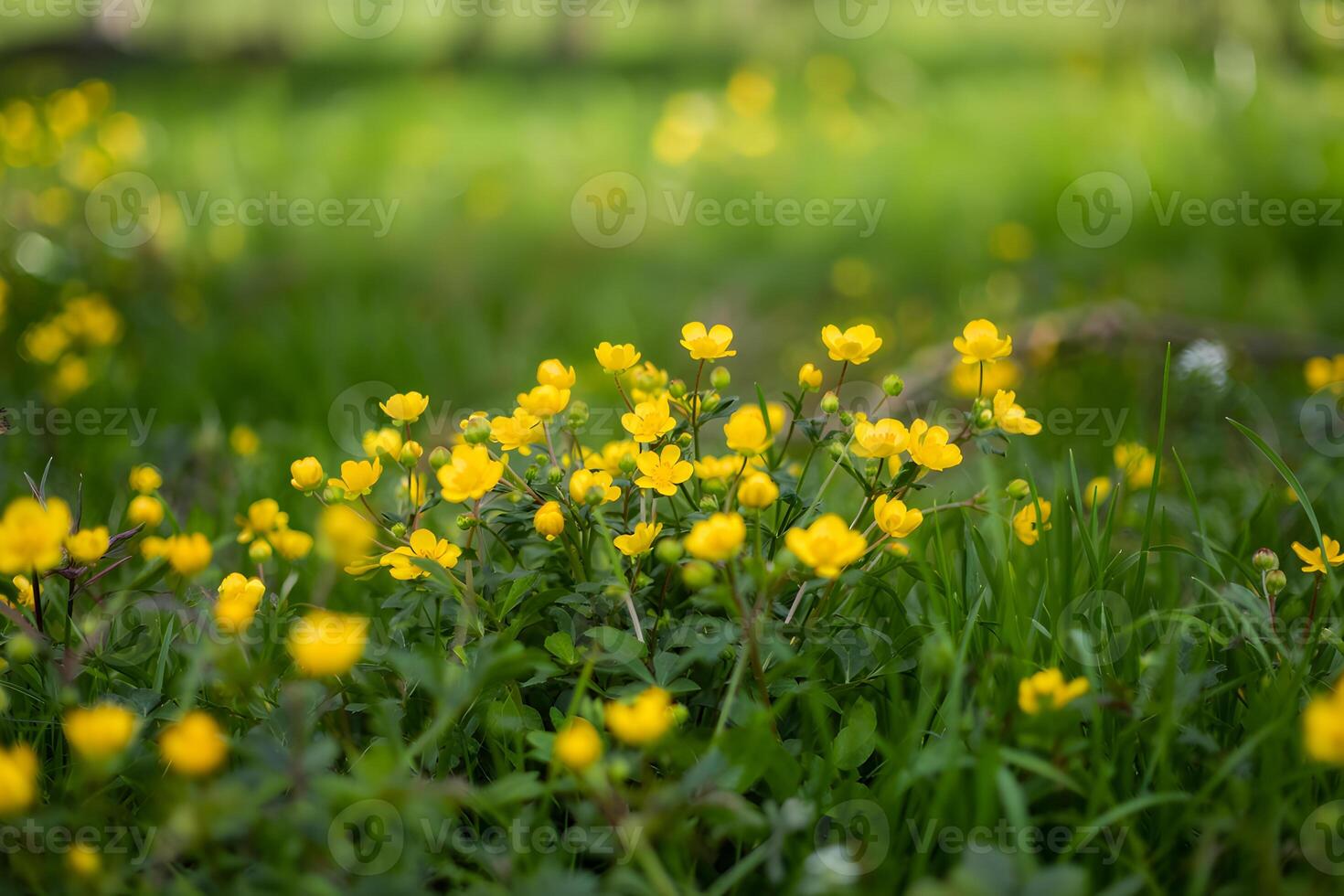 Yellow buttercups blooming in a green field on a sunny day in the springtime photo
