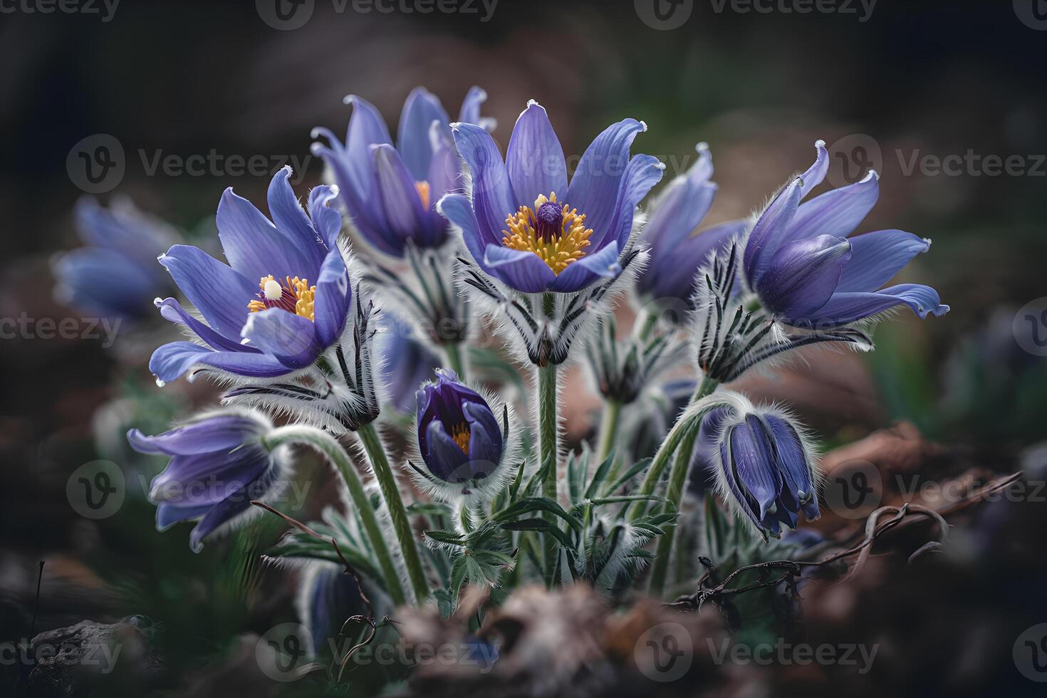 Pasque flower cluster with yellow centers and fuzzy stems in a garden setting photo