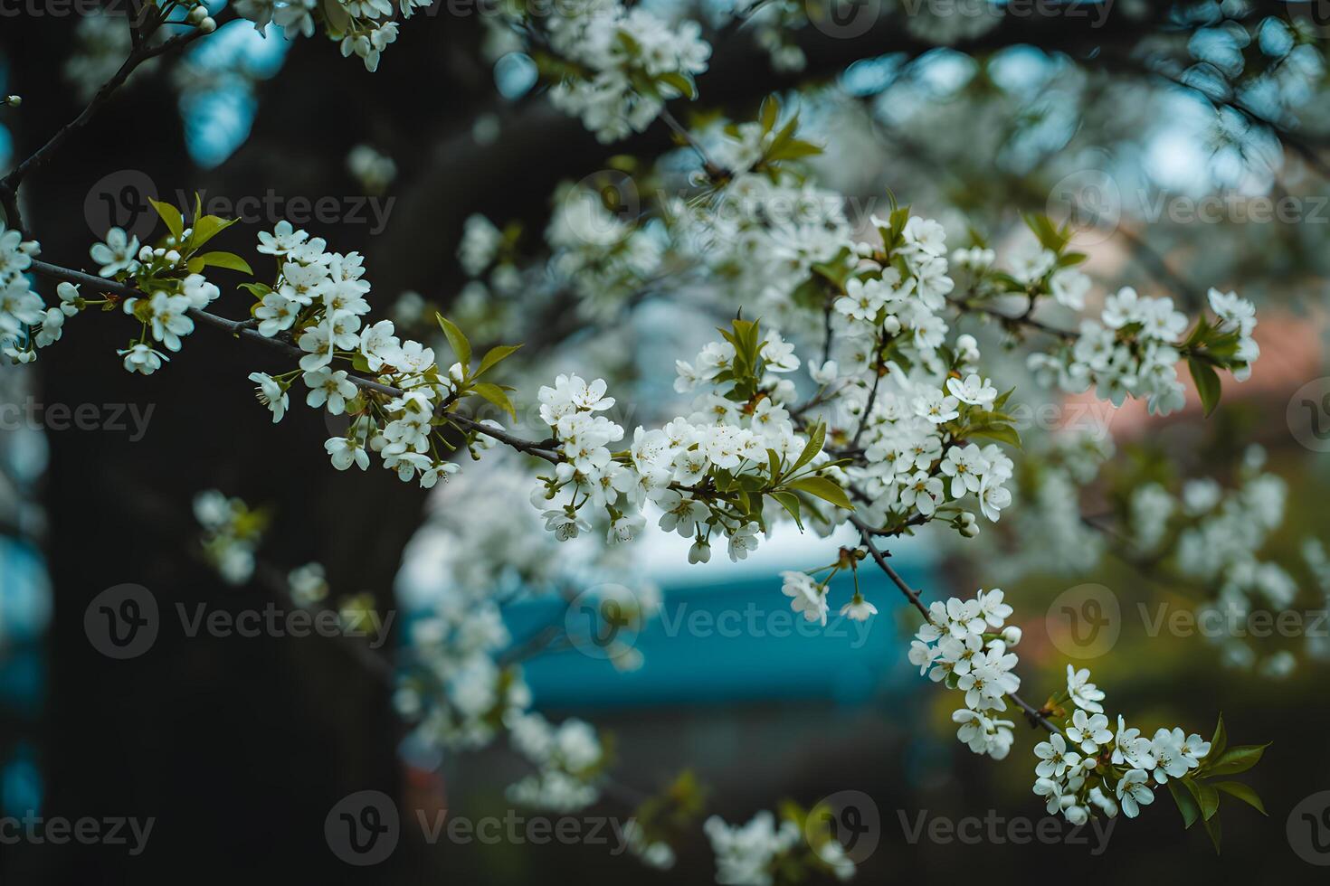 White blossoms on tree branch in spring with blurred background, floral bloom photo