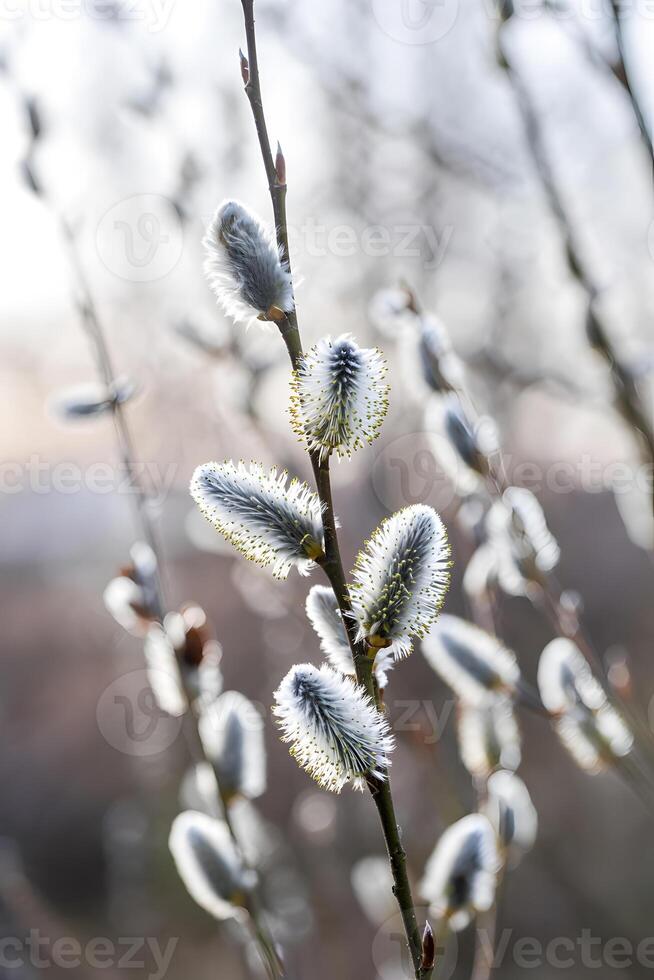 willow branch with soft catkins in springtime garden close up macro view photo