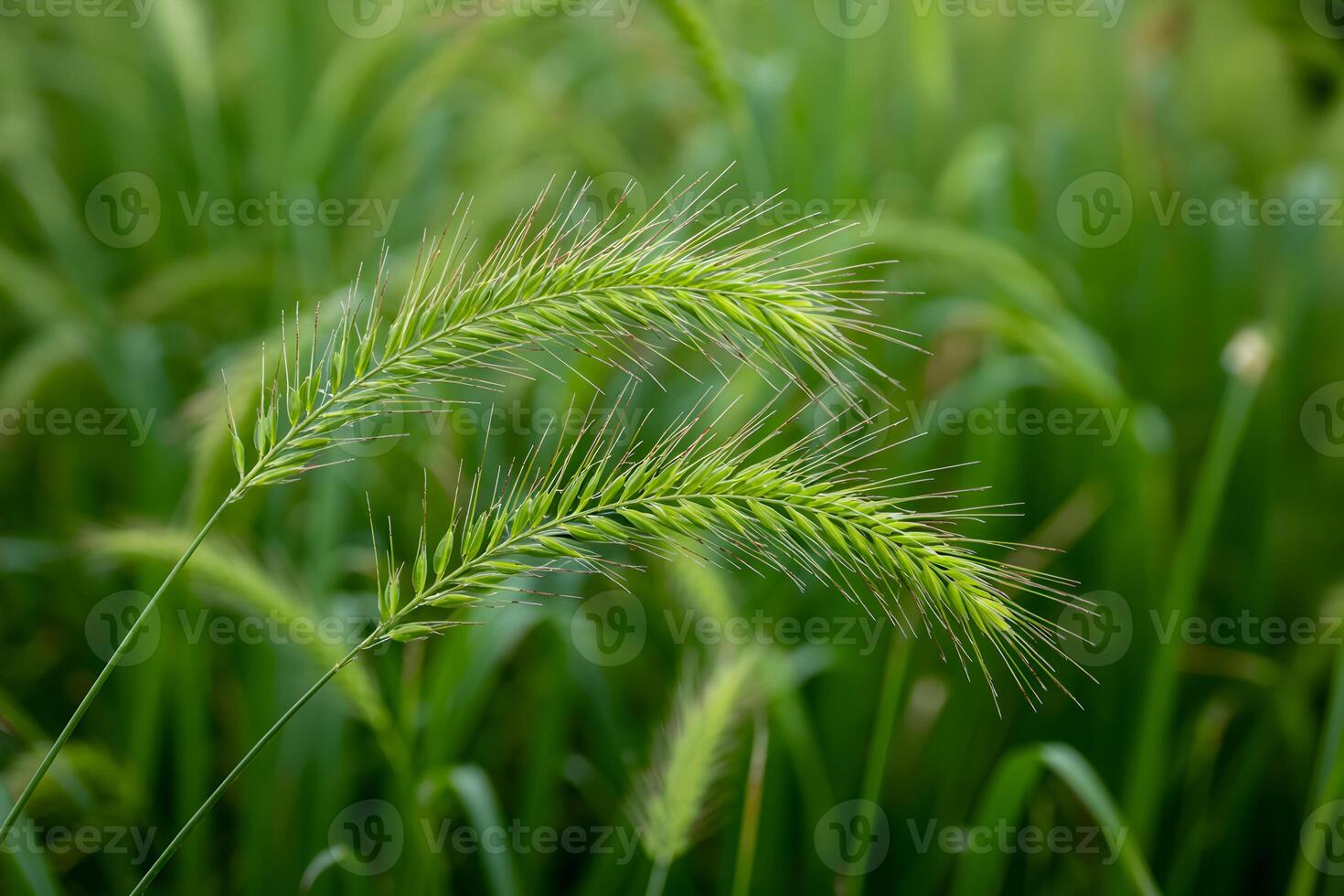 Green foxtail grass in a field, close up of wild grass with blurred background photo