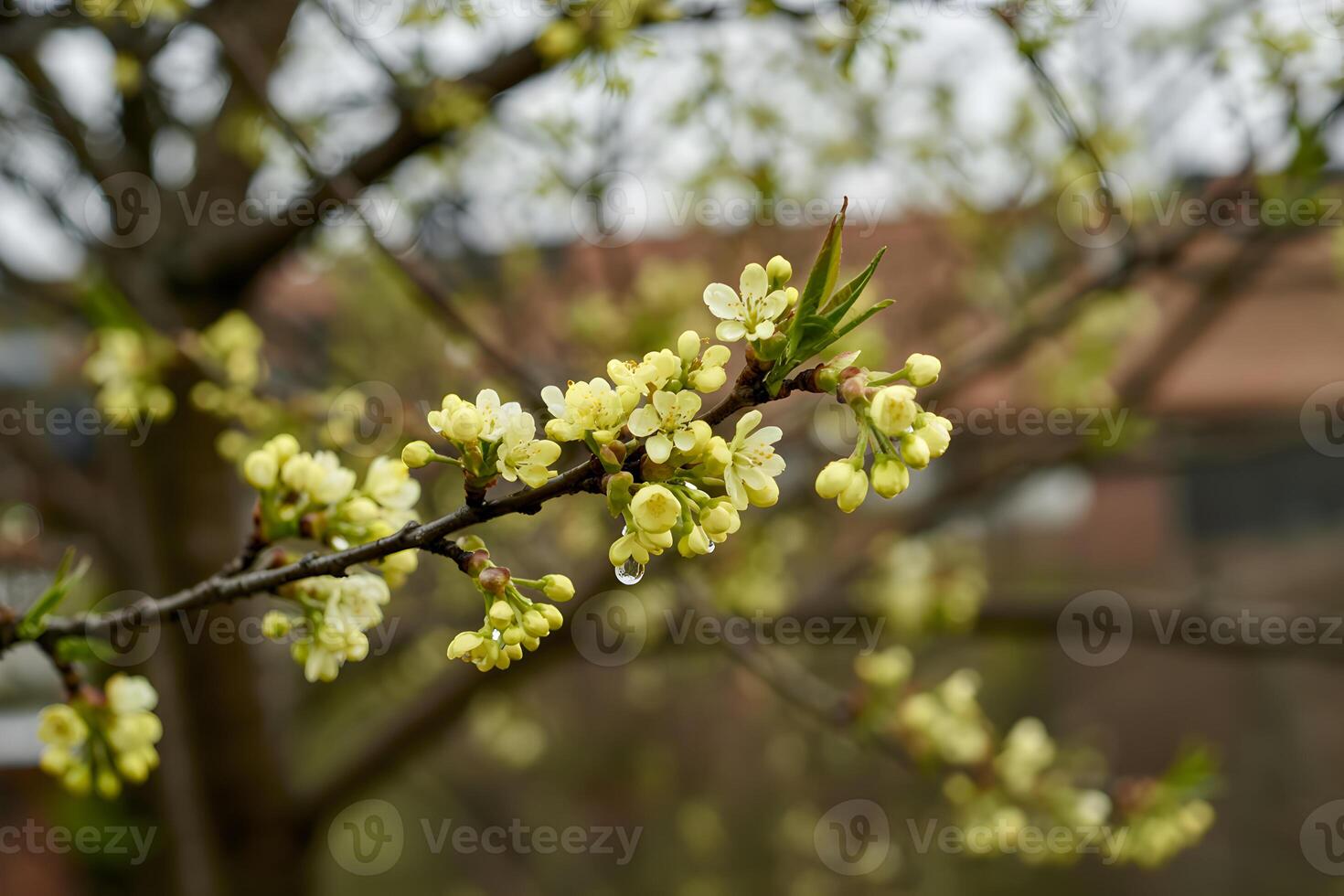 Flowering branch with small yellow blossoms and buds in springtime setting photo