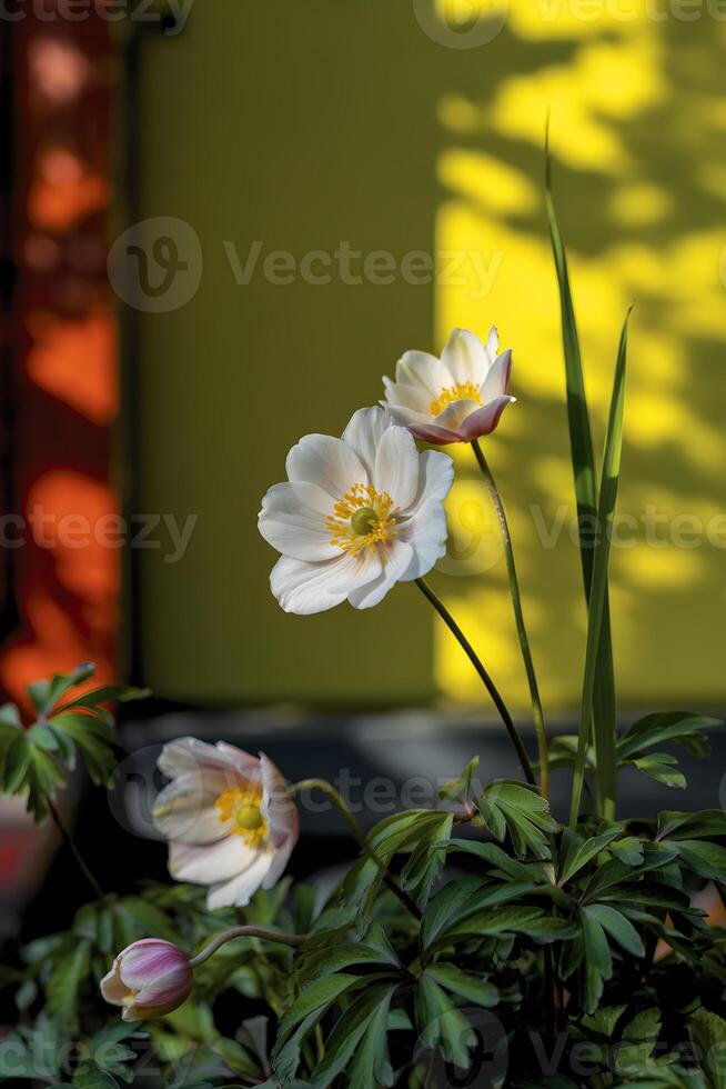 Anemone flowers in bloom with yellow and green background in soft light setting photo