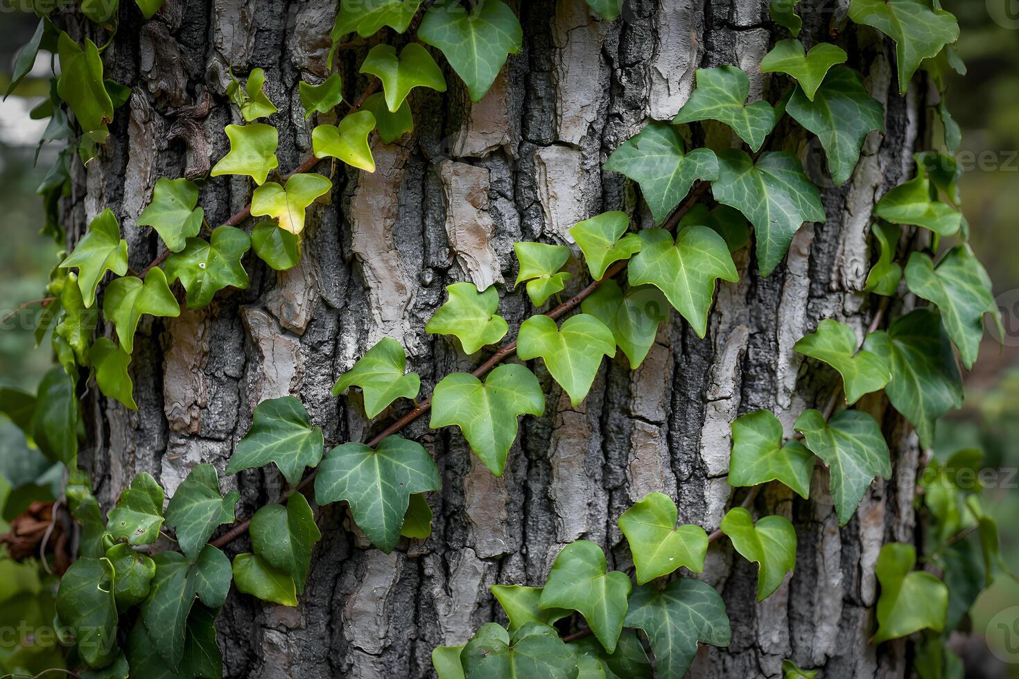 Ivy growing on tree trunk, climbing plant with green leaves, nature background, bark texture, closeup photo