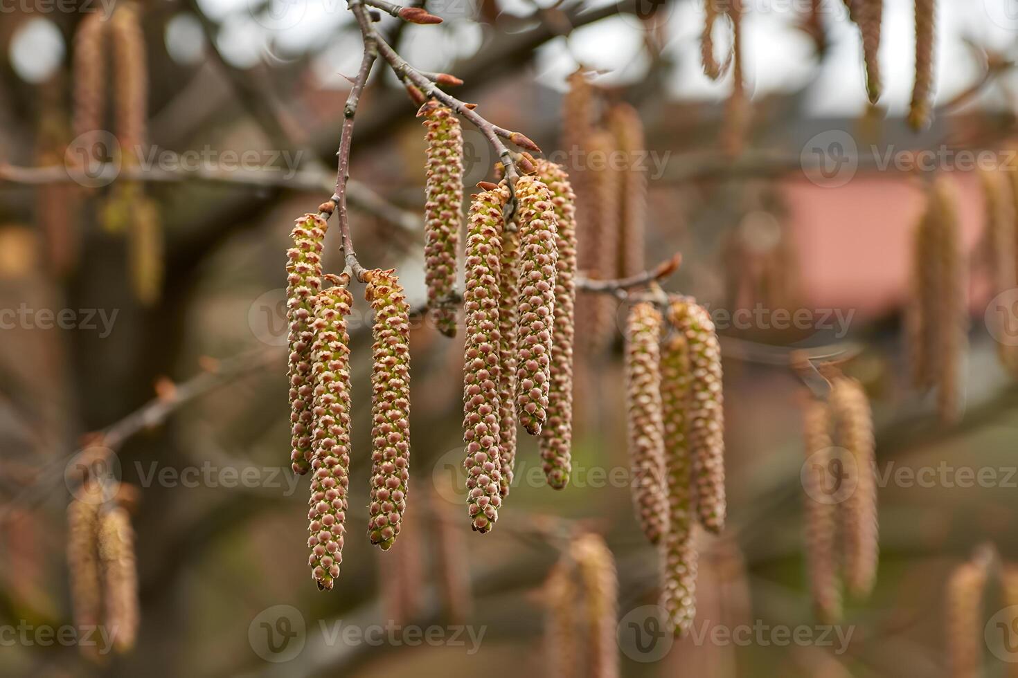 Hazel catkins hanging from branches in early spring, blurred background, closeup view photo