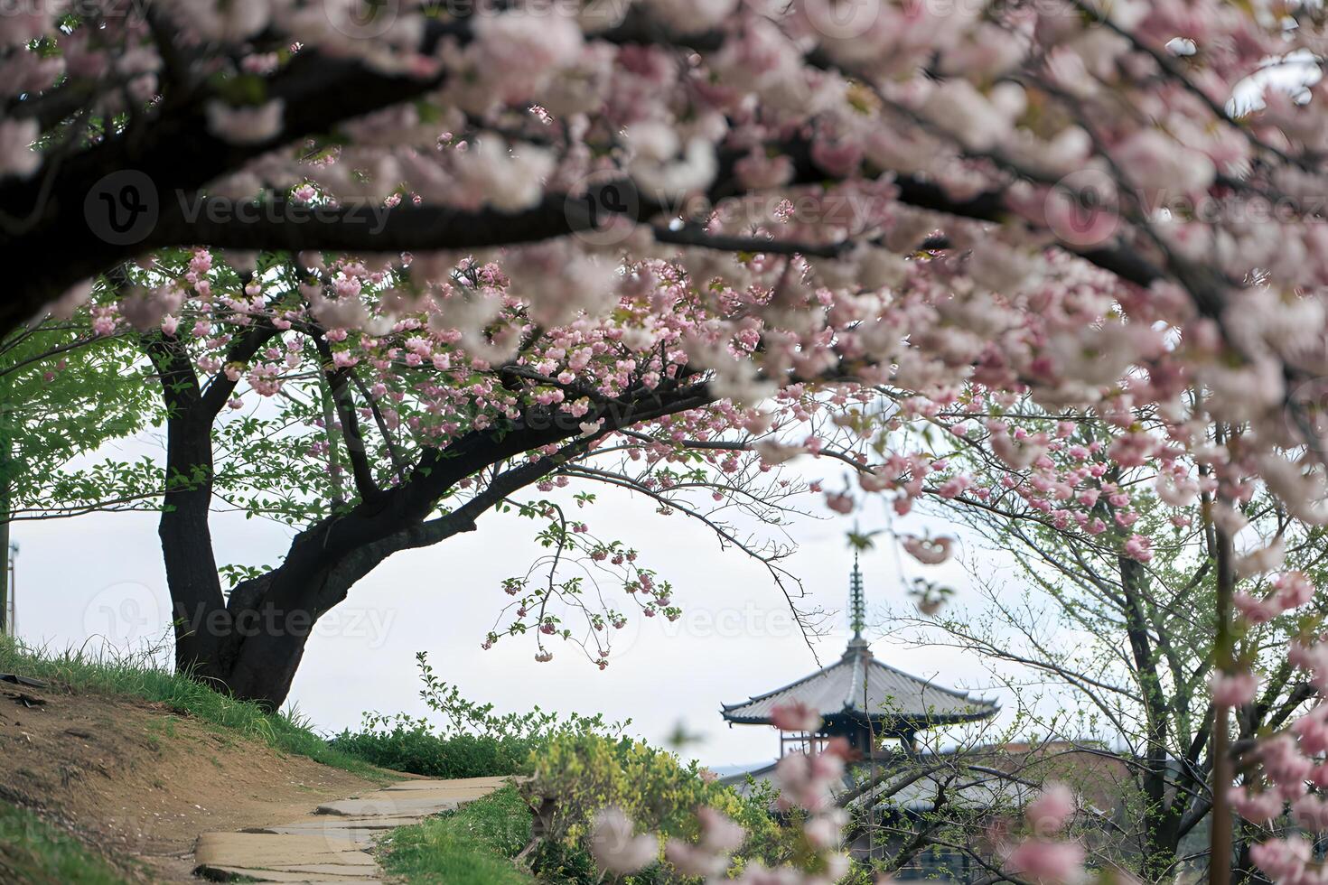 Cherry blossom tree with pagoda in background on a hill path in spring season photo
