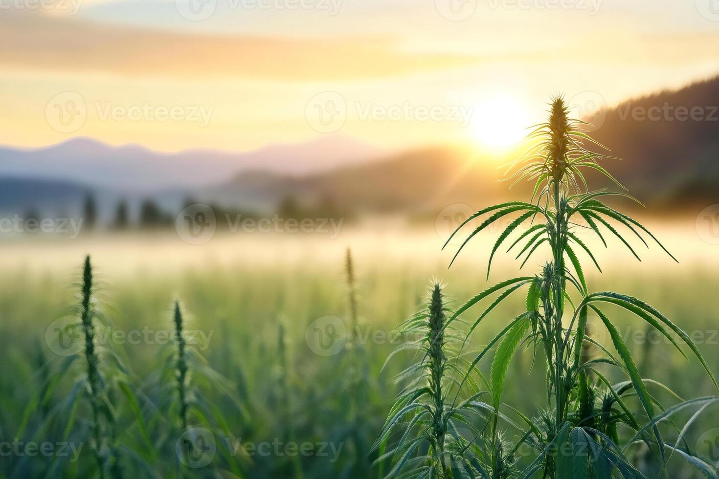 Industrial hemp plantation growing at sunrise in mountainous countryside photo