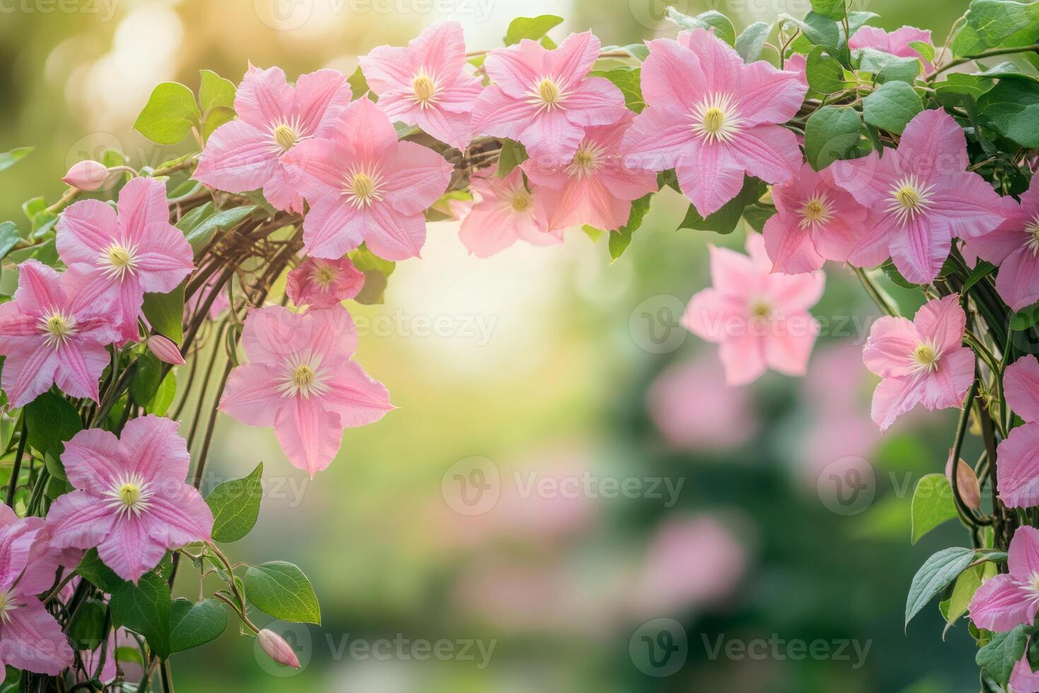 Beautiful pink clematis flowers forming a floral arch in a garden photo