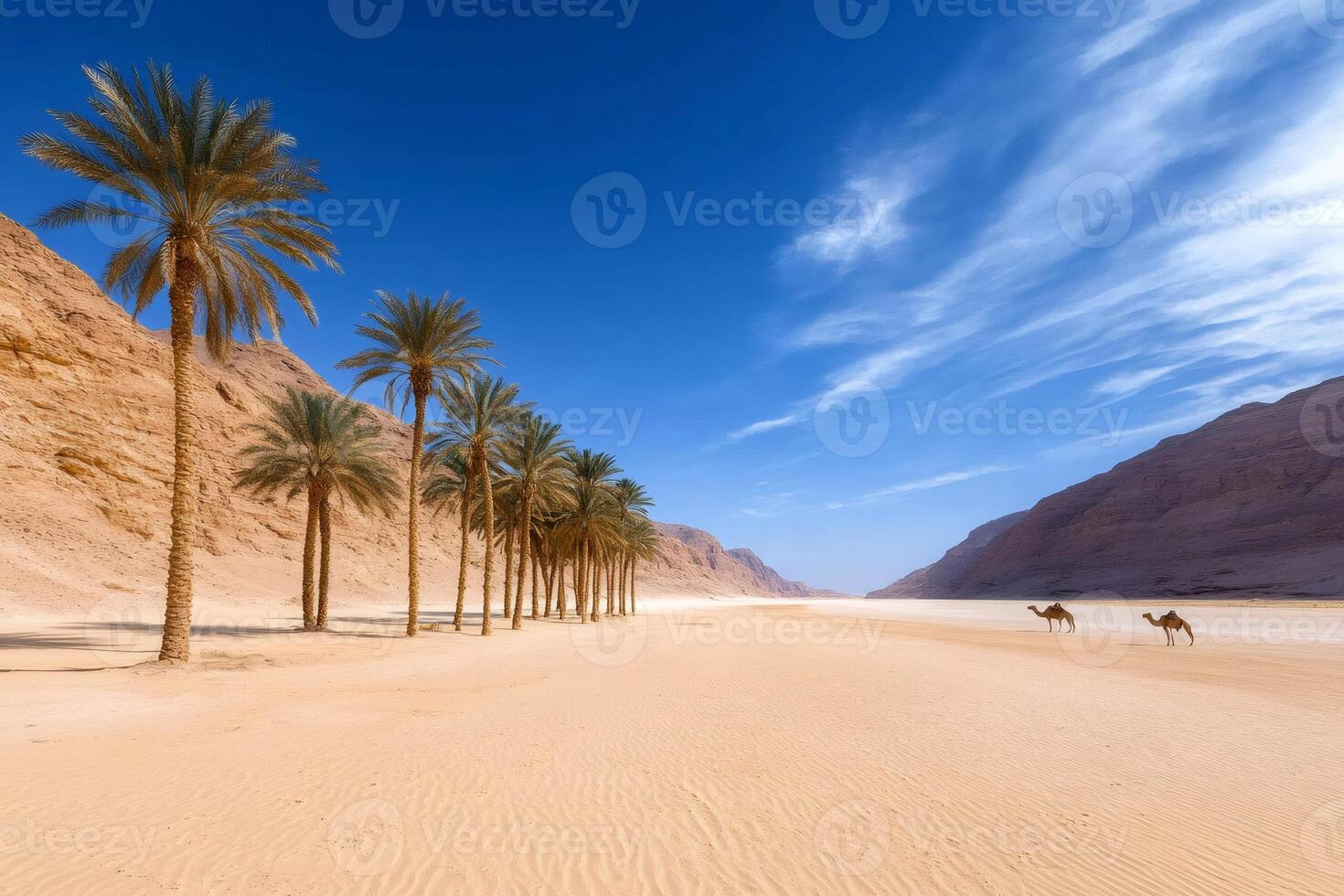 Camels walking in the desert between palm trees and mountains in Egypt photo