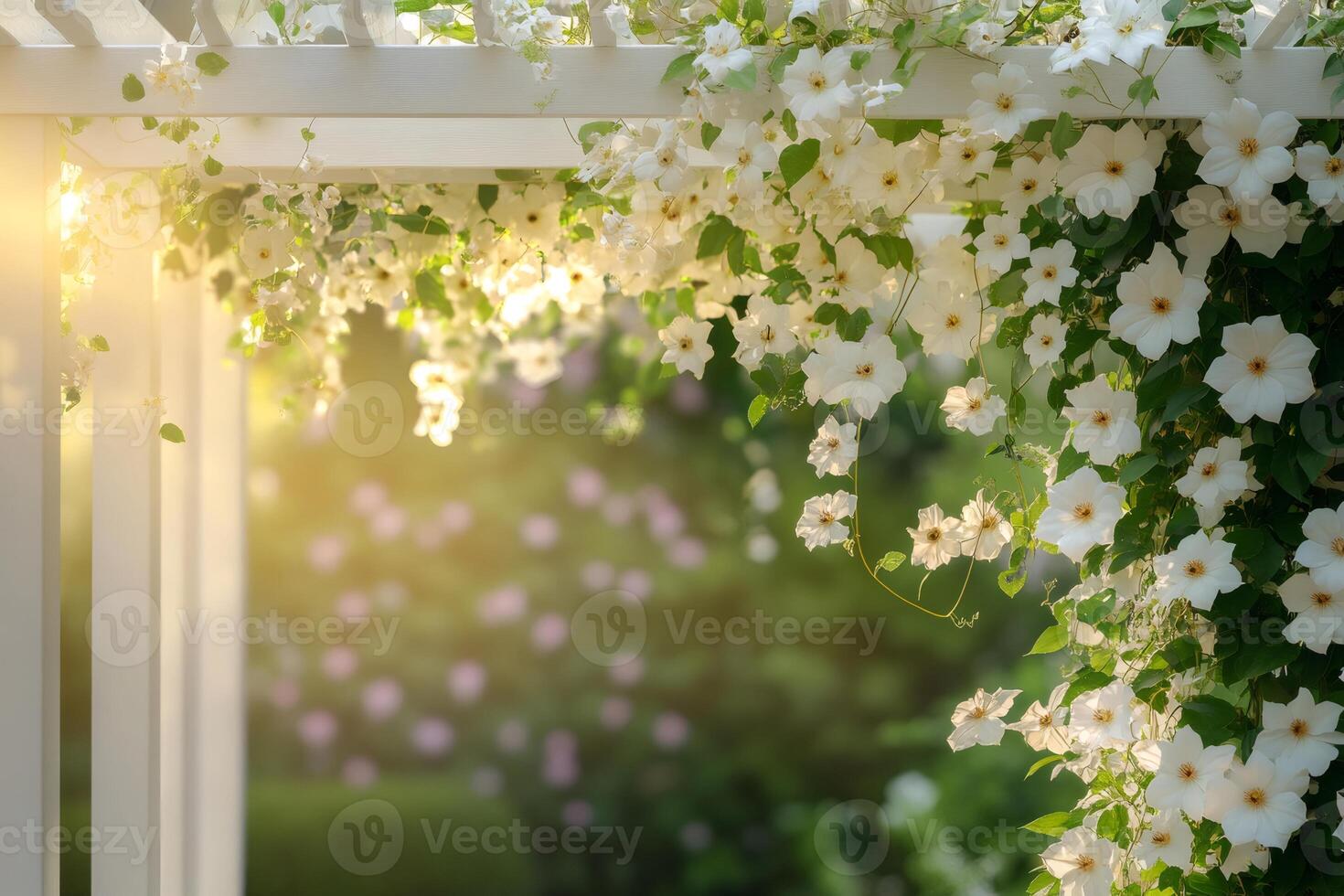 White flowers climbing a white pergola in a garden during golden hour photo