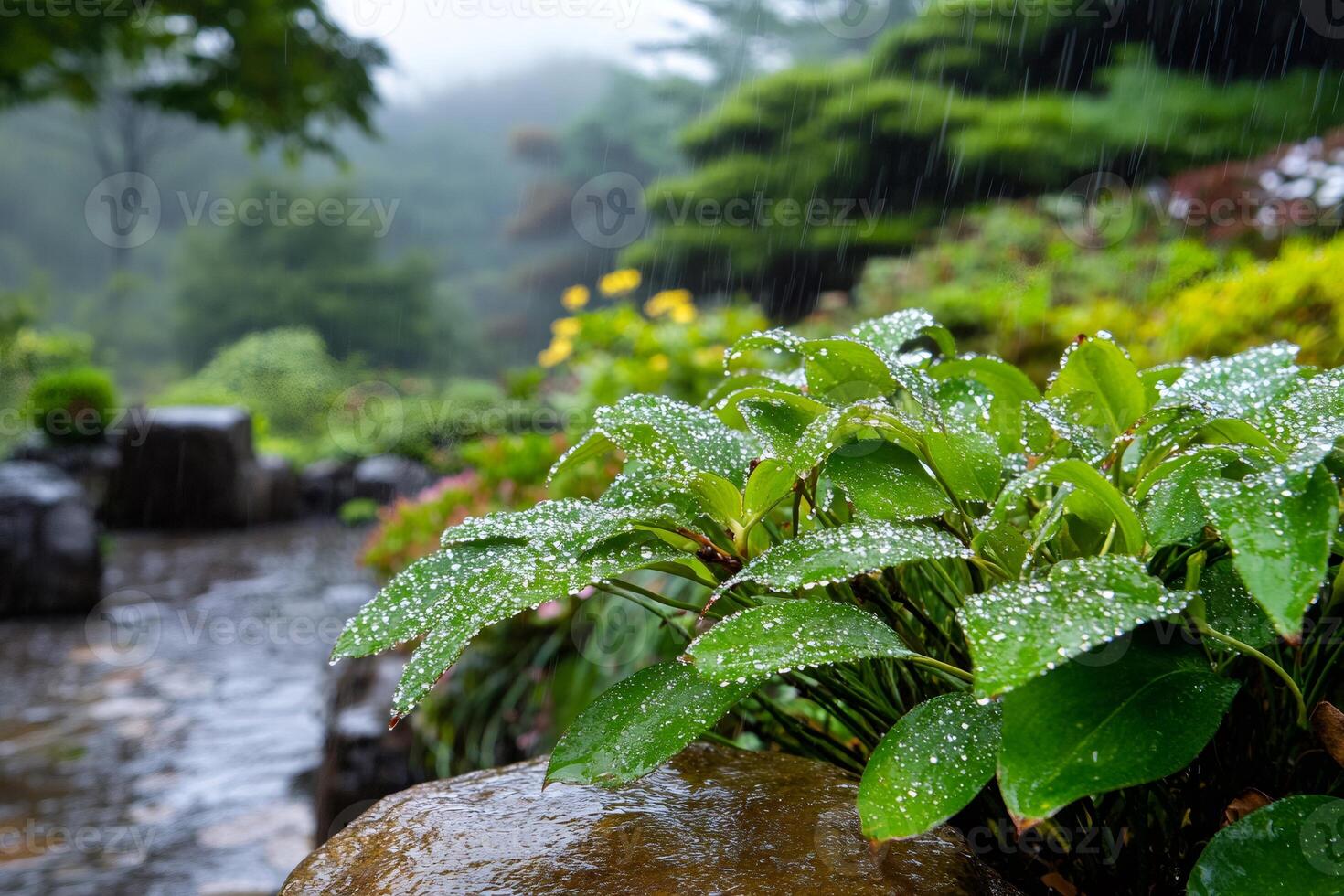 Rain falling on green leaves in japanese garden photo