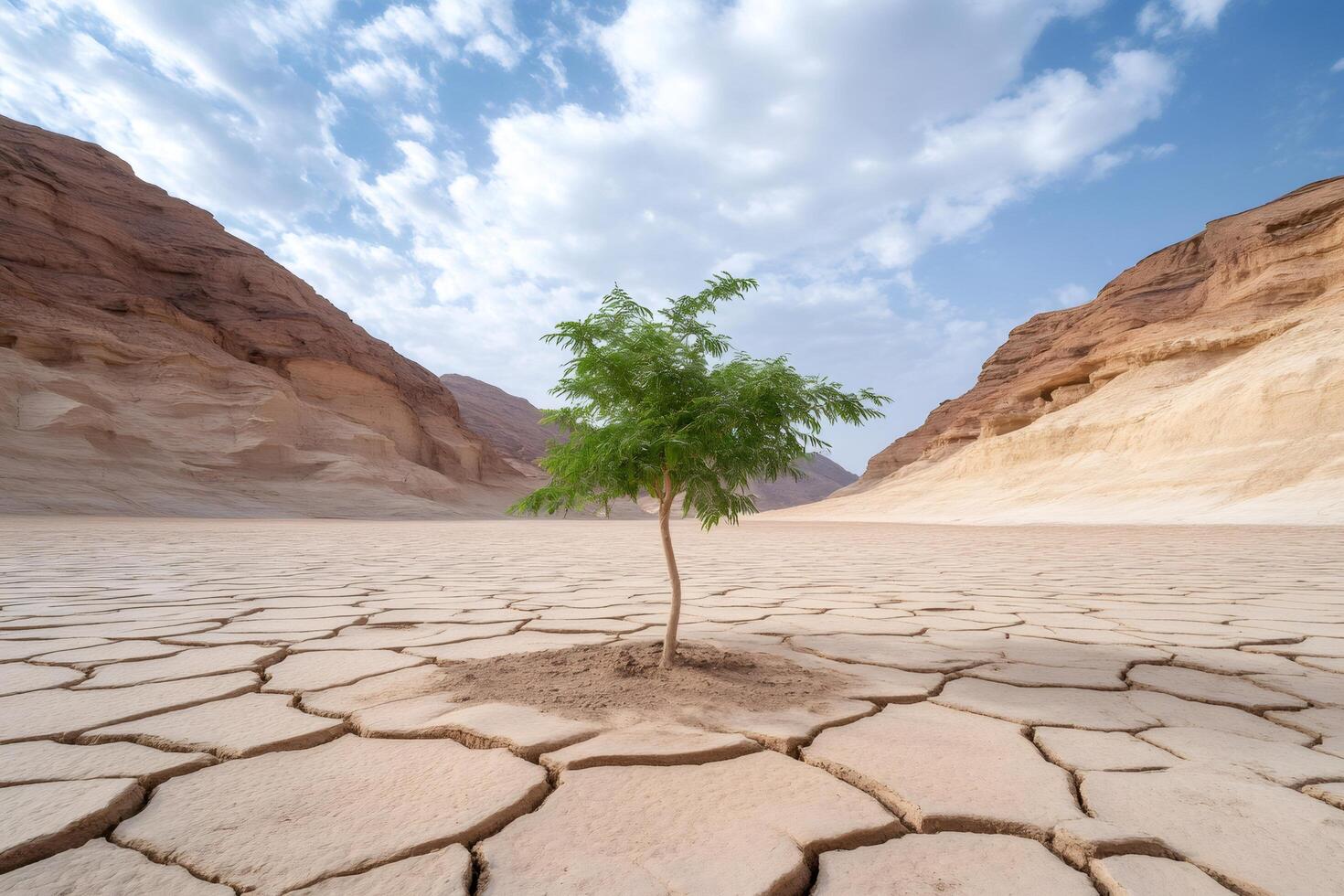 Lone tree growing in cracked desert soil between canyons photo