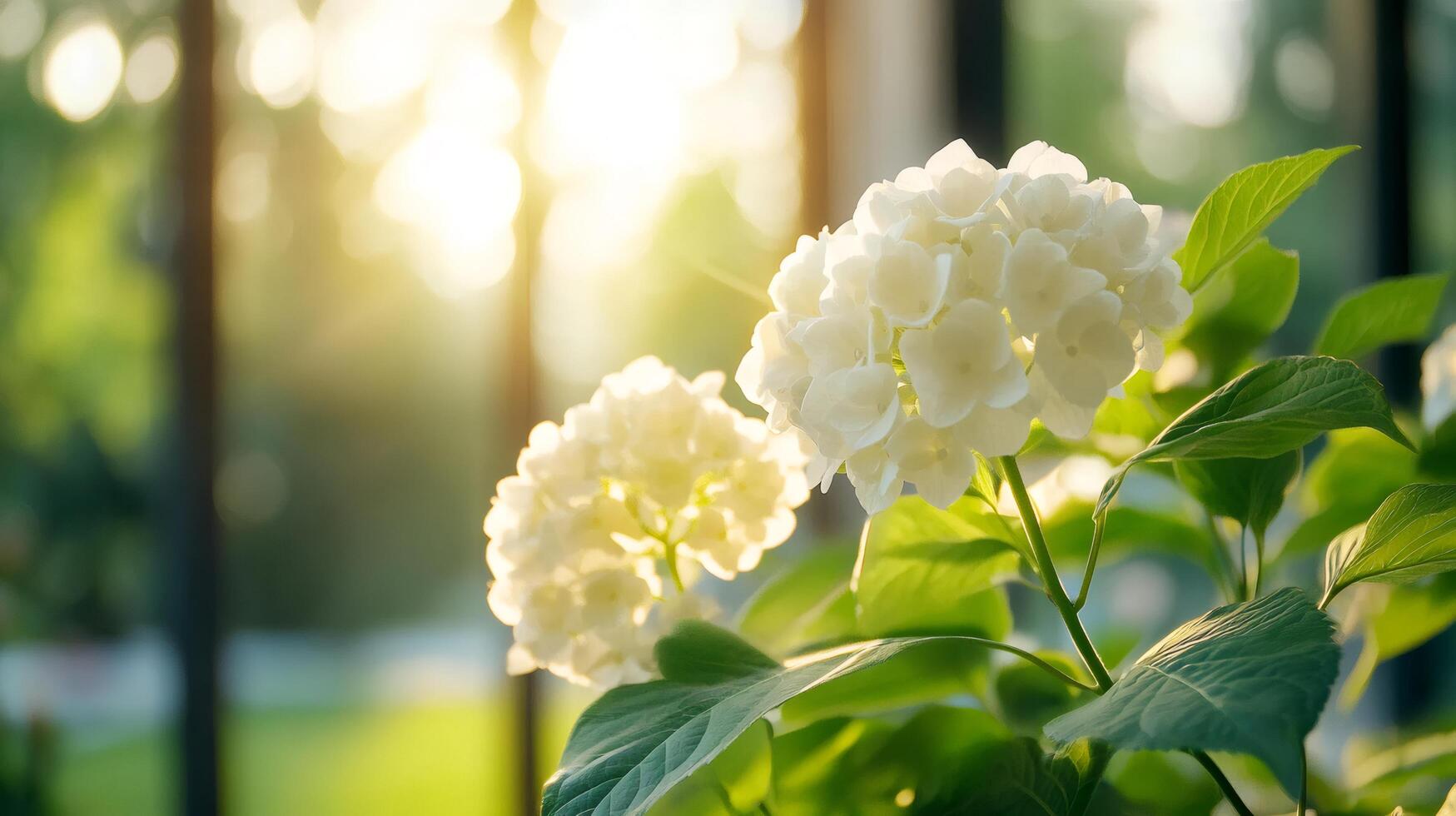 White hydrangea flowers blooming in sunset light photo