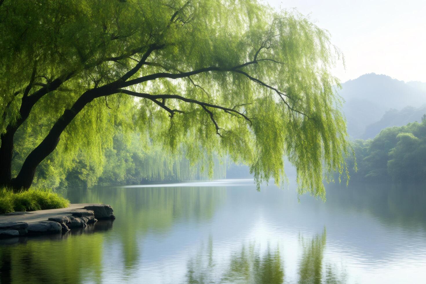 Weeping willow tree reflecting in a calm lake at sunrise photo