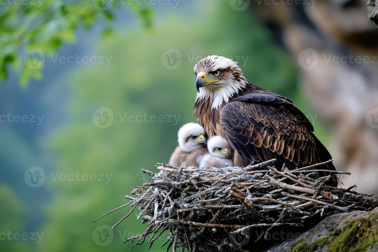 Lesser spotted eagle protecting chicks in nest photo