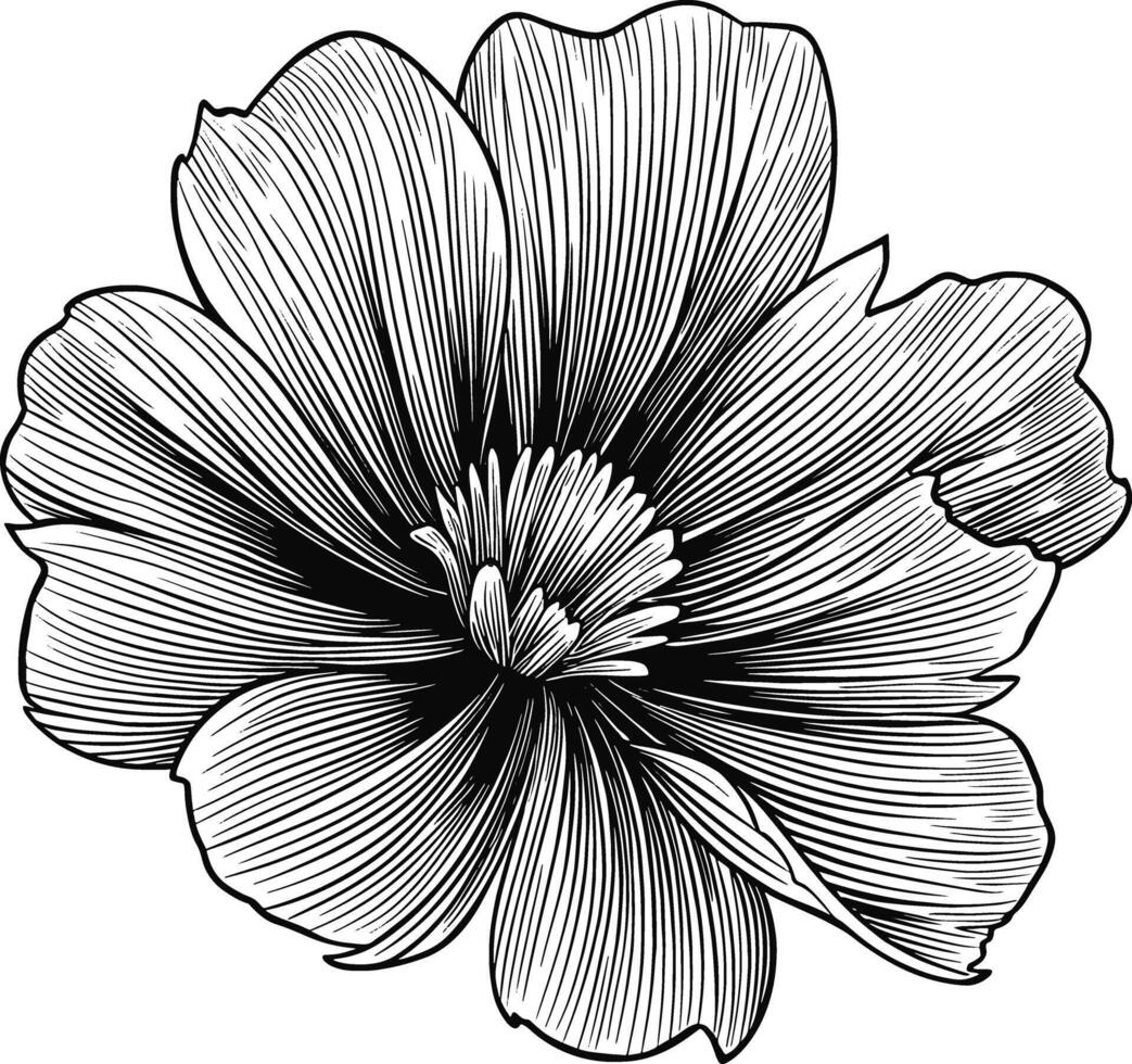 A detailed, black and white line art illustration of a stylized flower with delicate, flowing petals radiating from a central point. vector
