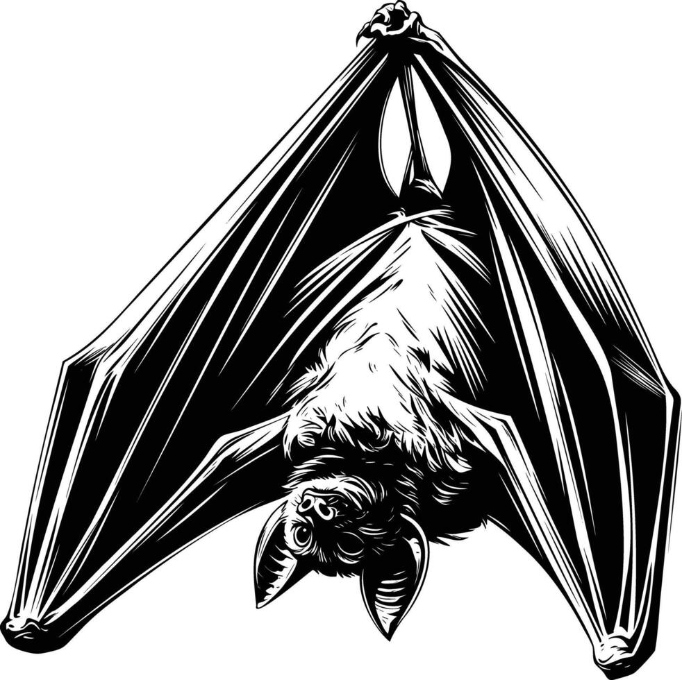 Suspended Bat with Spread Wings in Black and White Hand Drawn Illustration vector