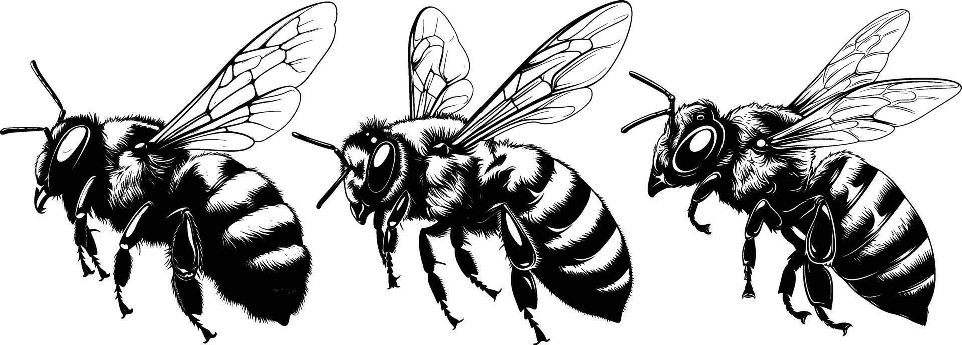 Three Bees in Flight in Detailed Hand Drawn Illustration vector