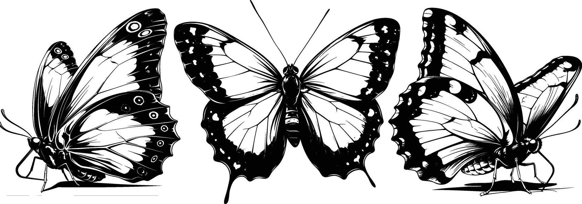 Three Butterflies in Black and White Hand Drawn Illustration vector