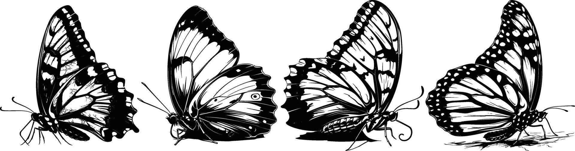Resting Butterflies in Detailed Hand Drawn Illustration vector