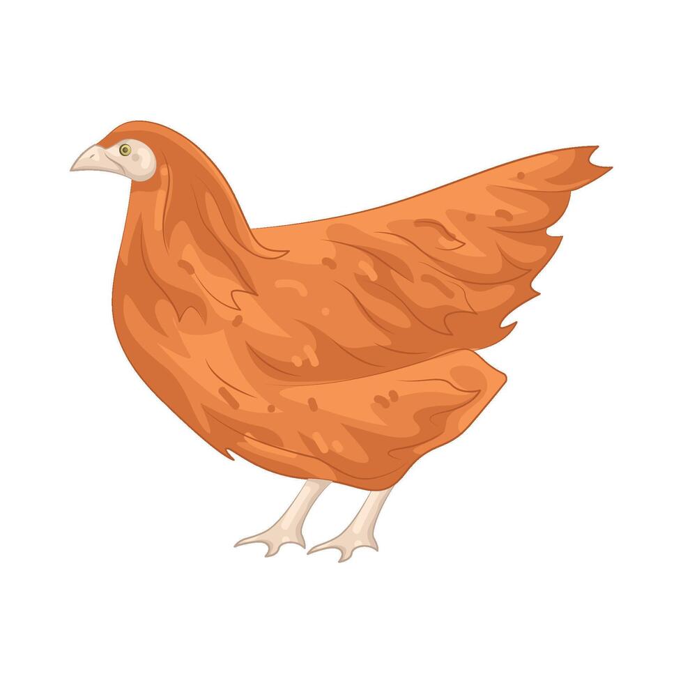 Illustration of Hen vector