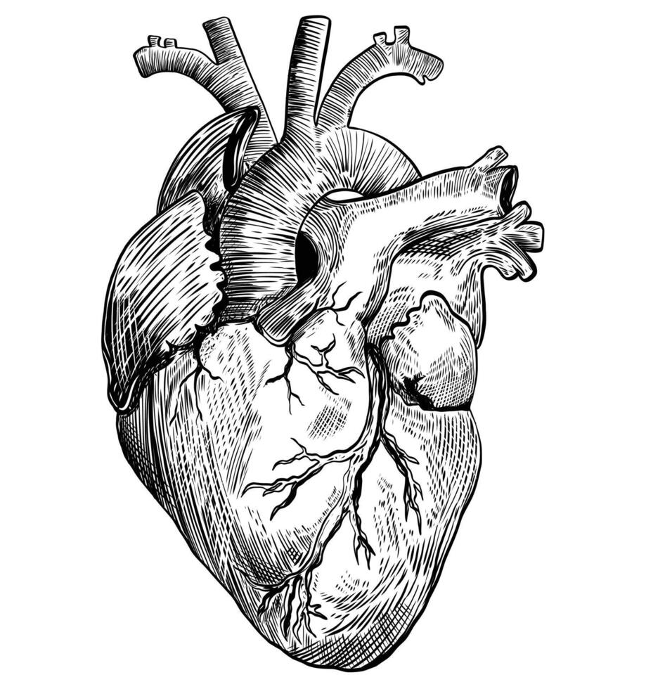 Heart line sketch design with black shaded color vector