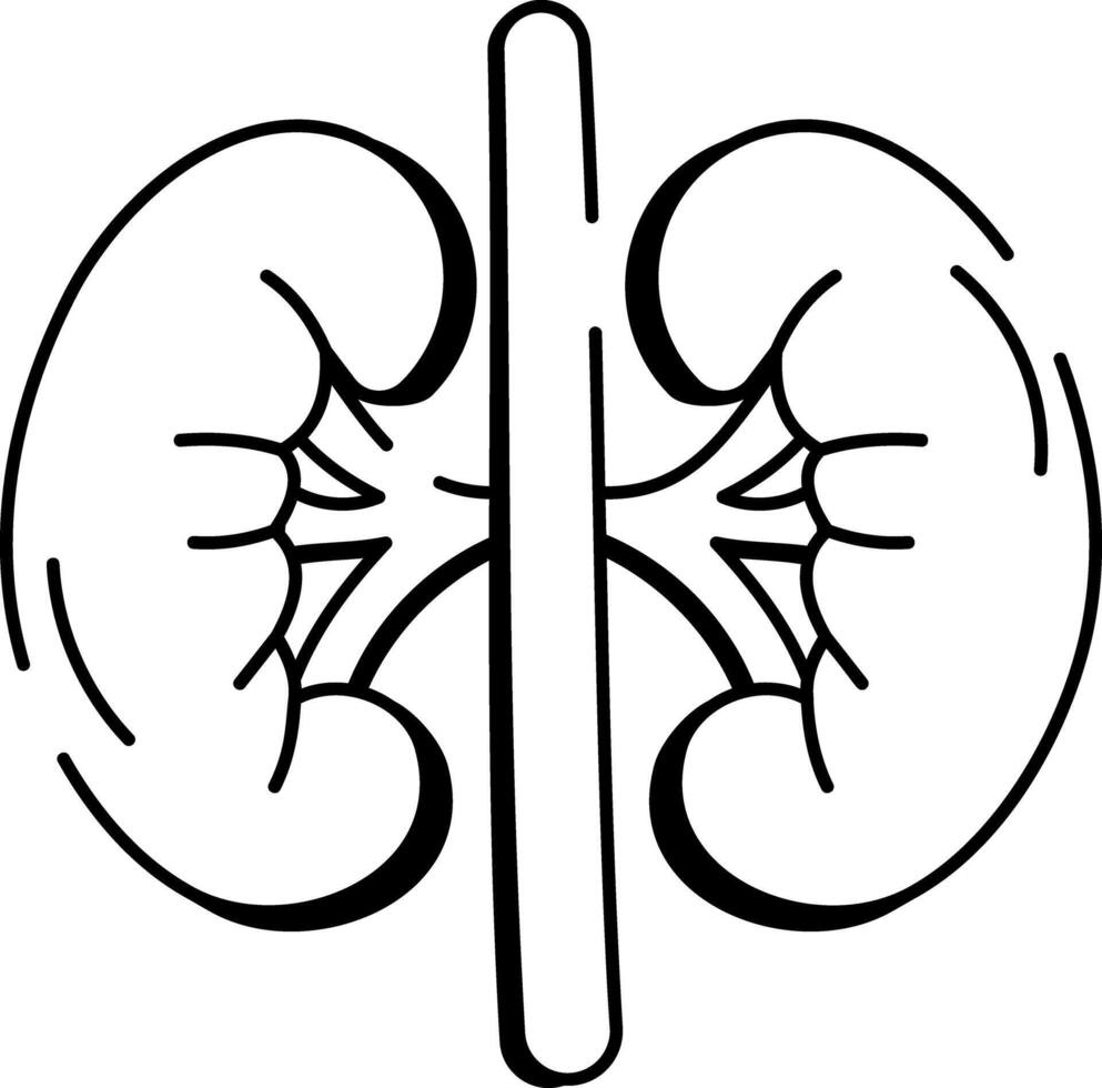 A hand drawn style icon of human kidneys vector