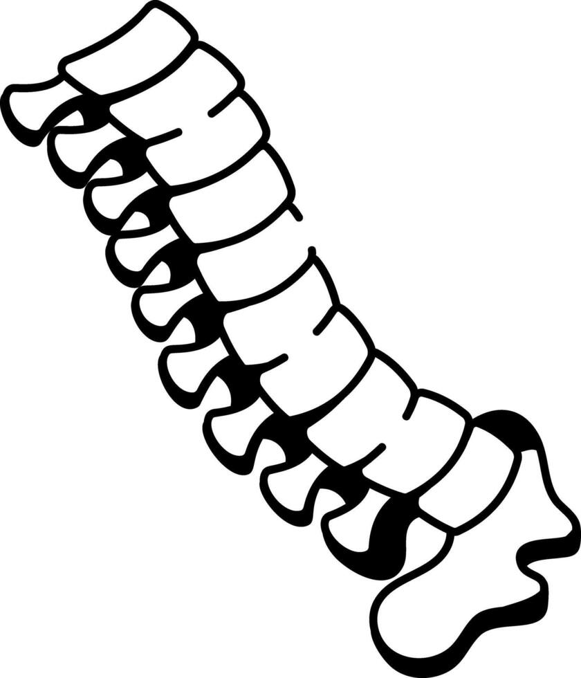 A hand drawn style icon of a spine bone vector