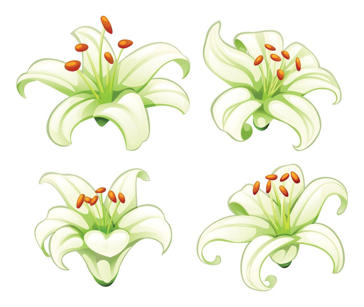 Set of elegant white lily flowers with curved petals and bright stamens. Cartoon illustration vector