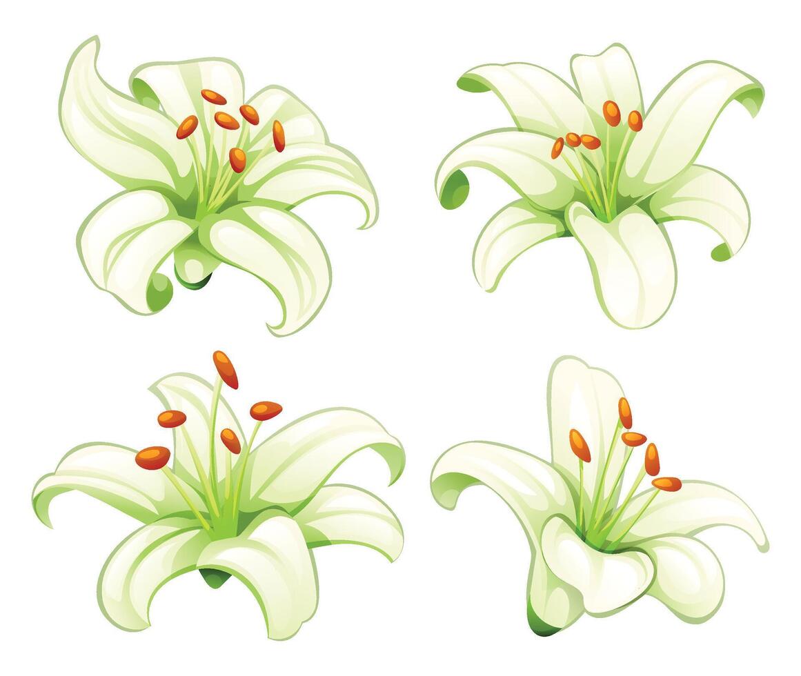 Collection of blooming white lilies in various angles and artistic style. Cartoon illustration vector