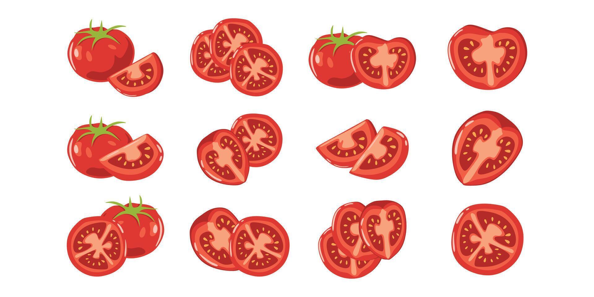 Tomato Slices Illustration vector