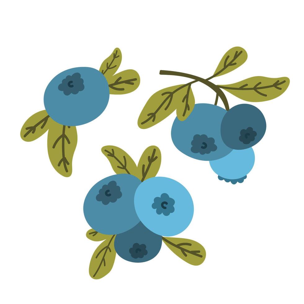 blueberries or bilberries set collection. fresh edible berries for healthy nutrition, forest berries vector