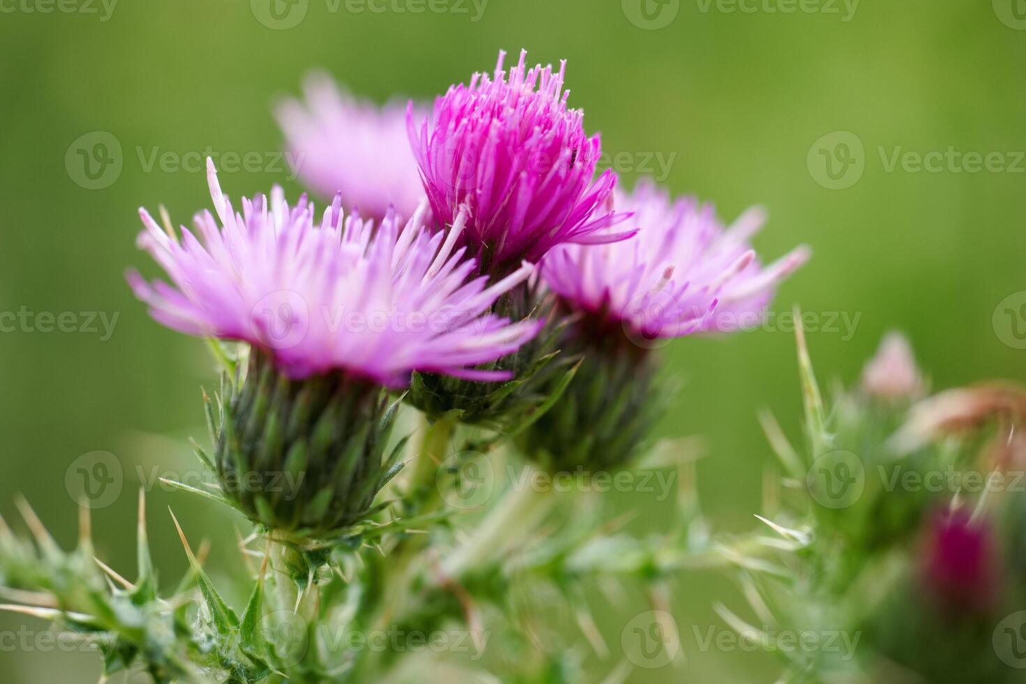 Beautiful purple thistle flowers blooming in a green field during spring season photo