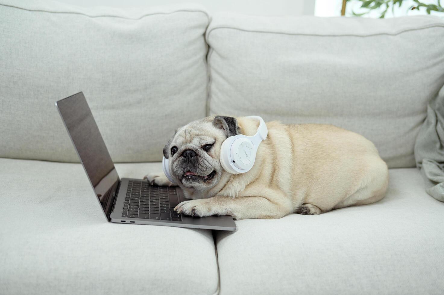 Relaxing Pug Enjoys Cozy Afternoon on Couch With Laptop and a Warm Cup in a Bright Room photo