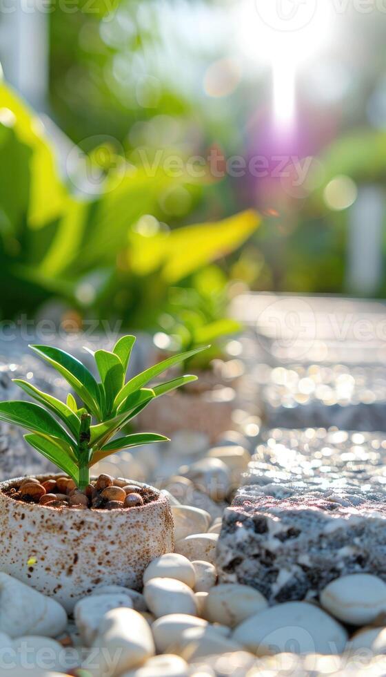 Small green plant growing in a stone pathway with sunlight shining in the background photo