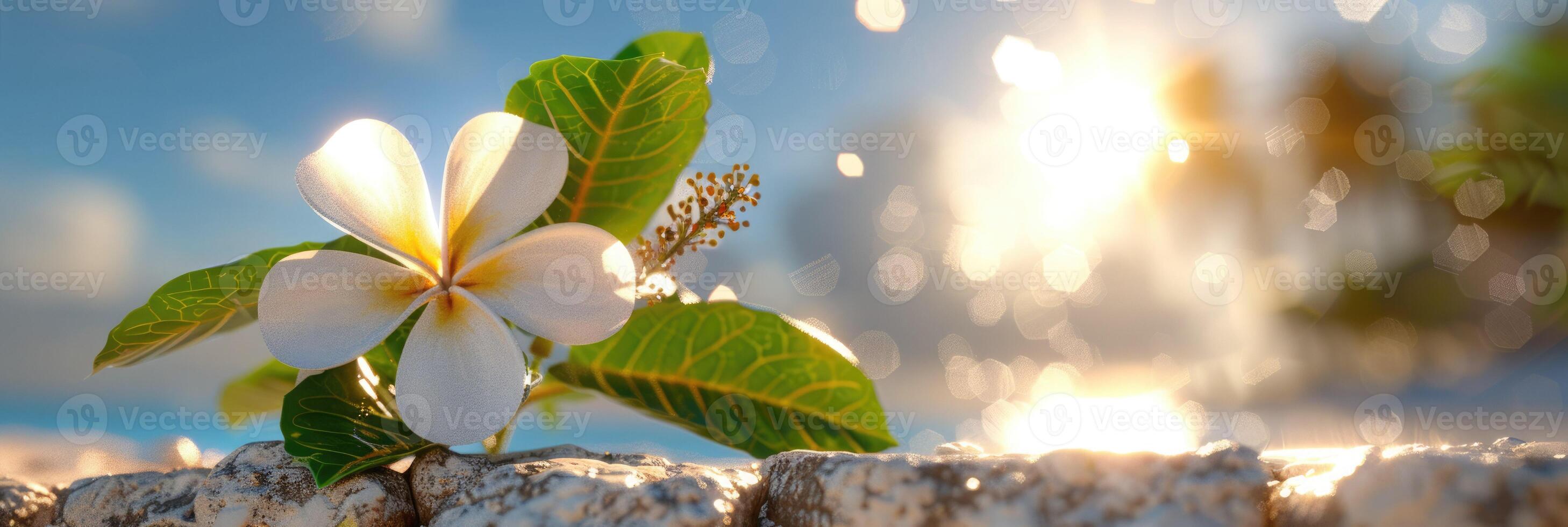 A serene close up of a white flower with green leaves by the serene beach at sunset photo