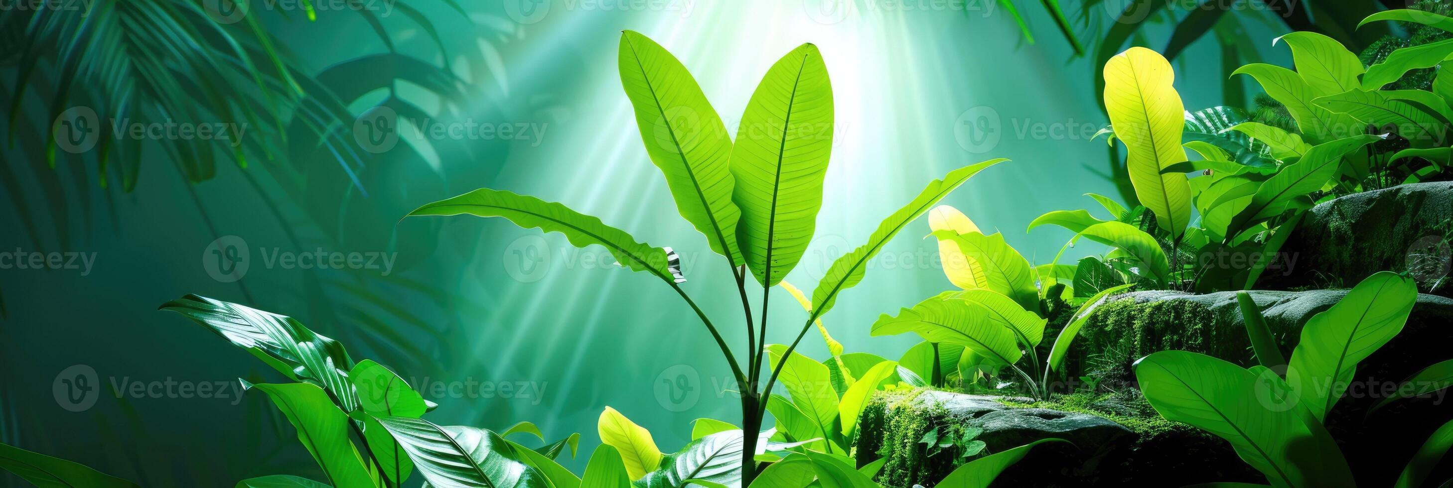 Lush green foliage illuminated by sunlight streaming through the tropical forest canopy photo